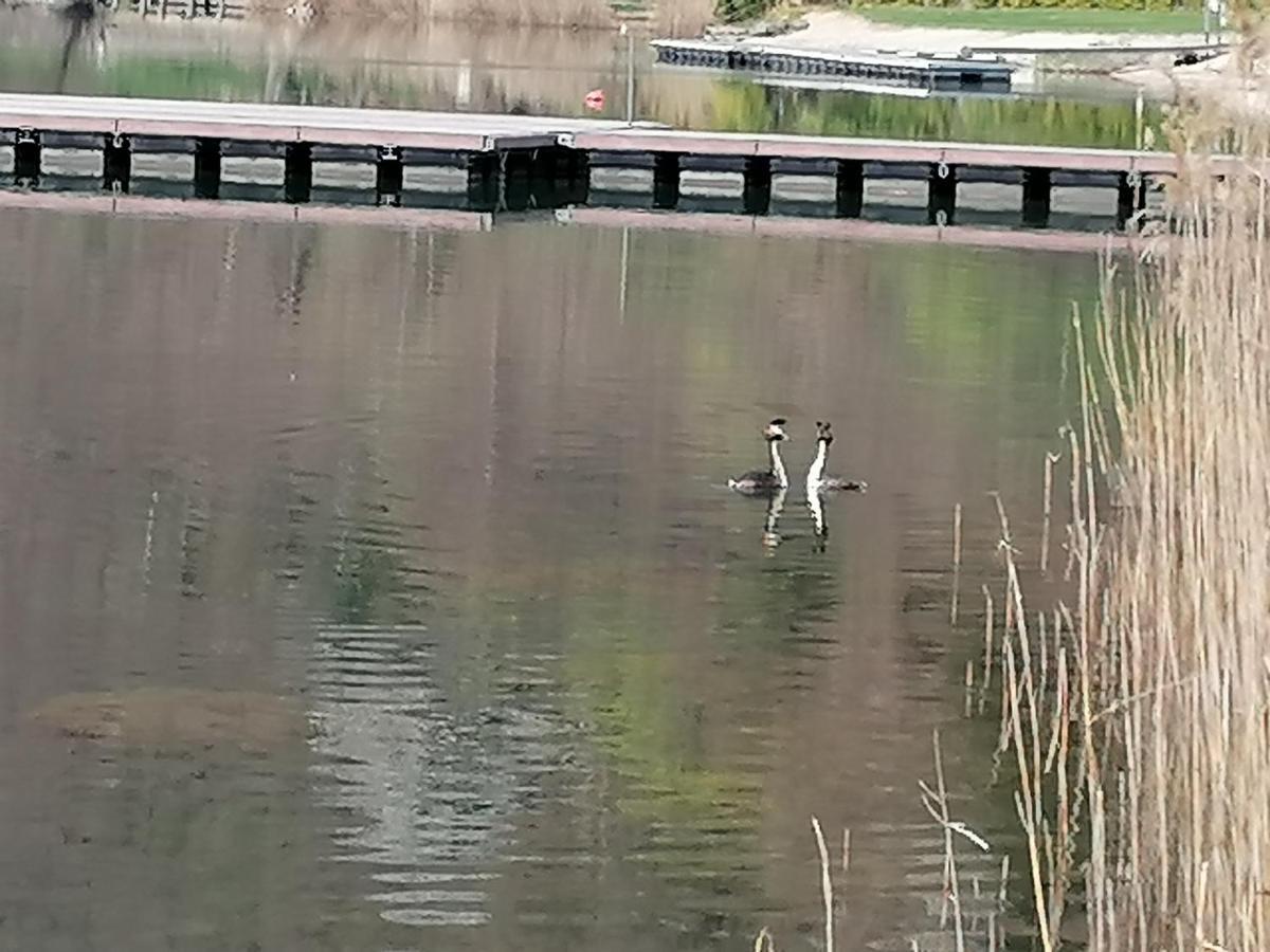 Apartamento Ca' Dei Cigni Calceranica al Lago Exterior foto